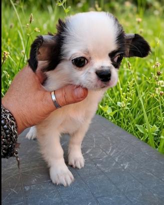 Chihuahua