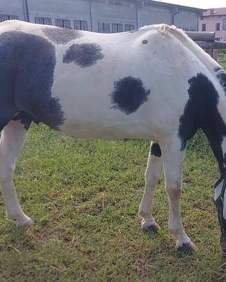 Pony