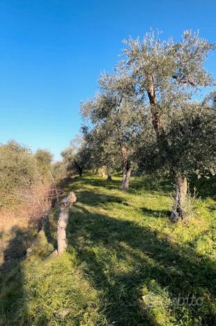 Terreno agricolo incontaminato coltivato a olivo