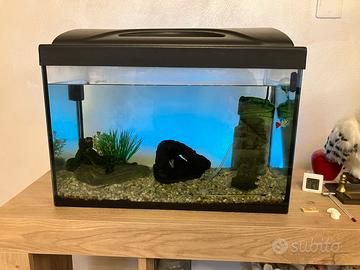 Acquario