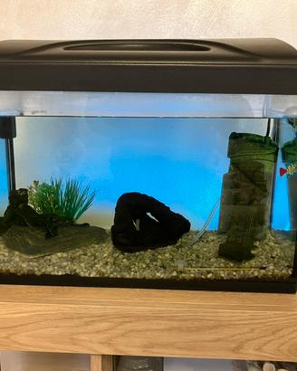 Acquario