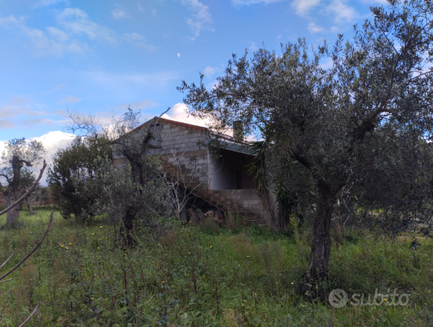 Casa oliveto vigneto sorso