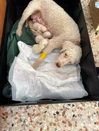 Cuccioli di Lagotto romagnolo
