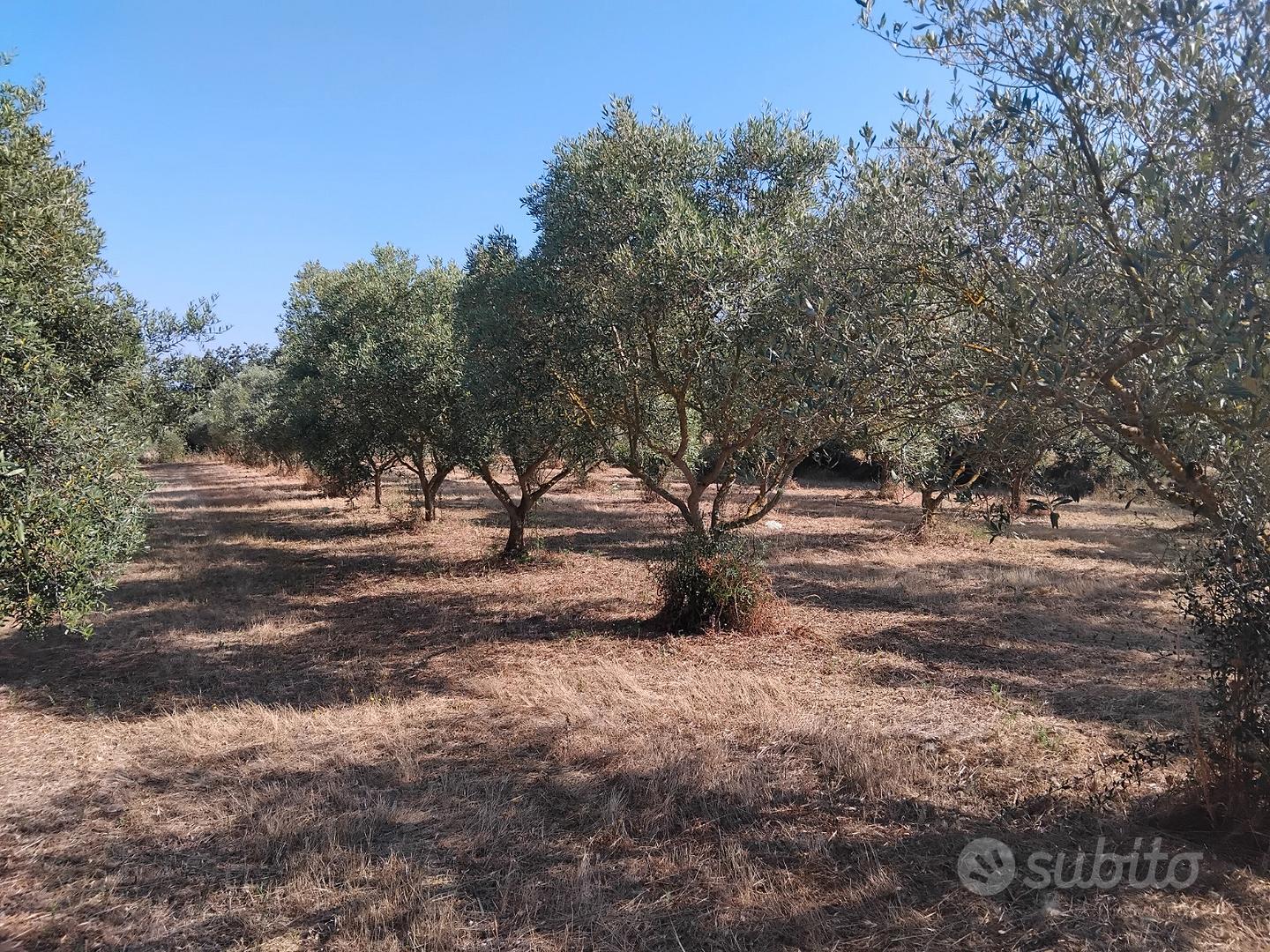 Oliveto - Ortacesus - Vista 5
