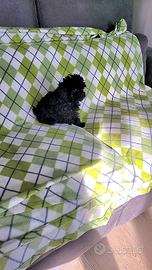 Barboncino nero intenso toy e nano