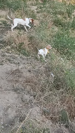 Cuccioli di Pointer