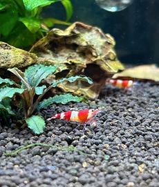 Caridine Crystal Red