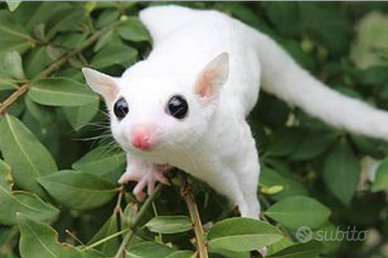 Baby Petauro Leucistico