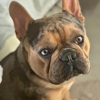 Bulldog francese per monta merle