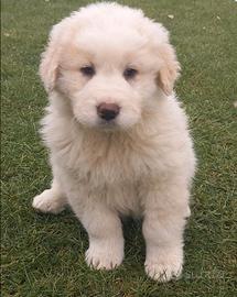 Cuccioli pastore dell'Asia centrale