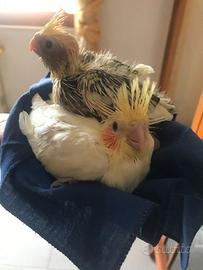 Pappagalli Calopsite DA IMBECCO