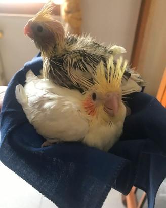 Pappagalli Calopsite DA IMBECCO