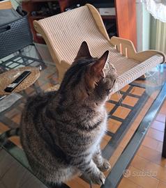 sdraio cuccia poltrona letto tiragraffi graffiatoi