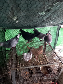 Coppie di piccioni/colombi