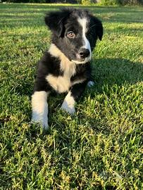 Cuccioli border collie/pastore australiano