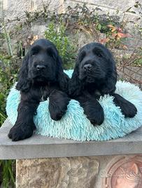 Cuccioli di cocker spaniel in animali
