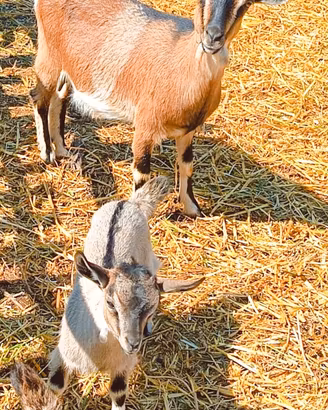Caprette tibetane