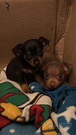 Cucciola di' Pinscher