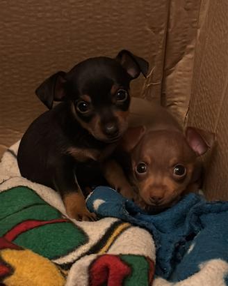 Cucciola di' Pinscher