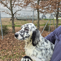 Setter Inglesi e Lagotto