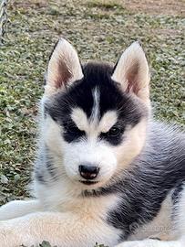 Cucciolo Siberian Husky