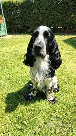 Cocker spaniel maschio disponibile per monta