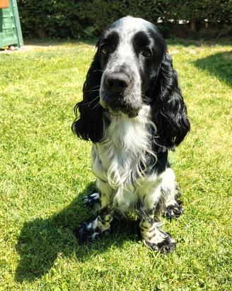 Cocker spaniel maschio disponibile per monta