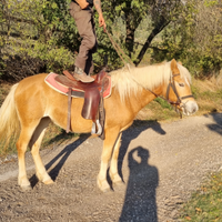 Cavalla haflinger