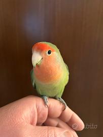 Inseparabile e calopsite allevati a mano e gabbia