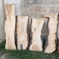 Legno di ulivo (alburno) x pirografia