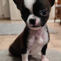 Chihuahua