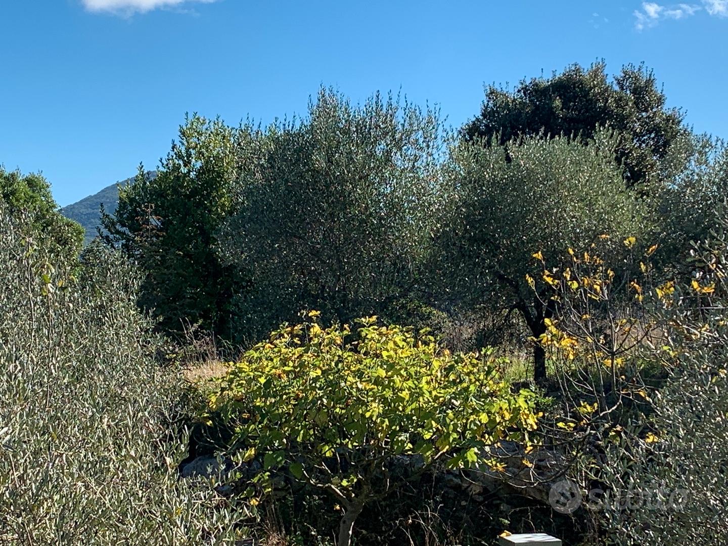 Terreno con piante di olivo e piante da frutta - Vista 2