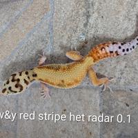 Geco leopardino
