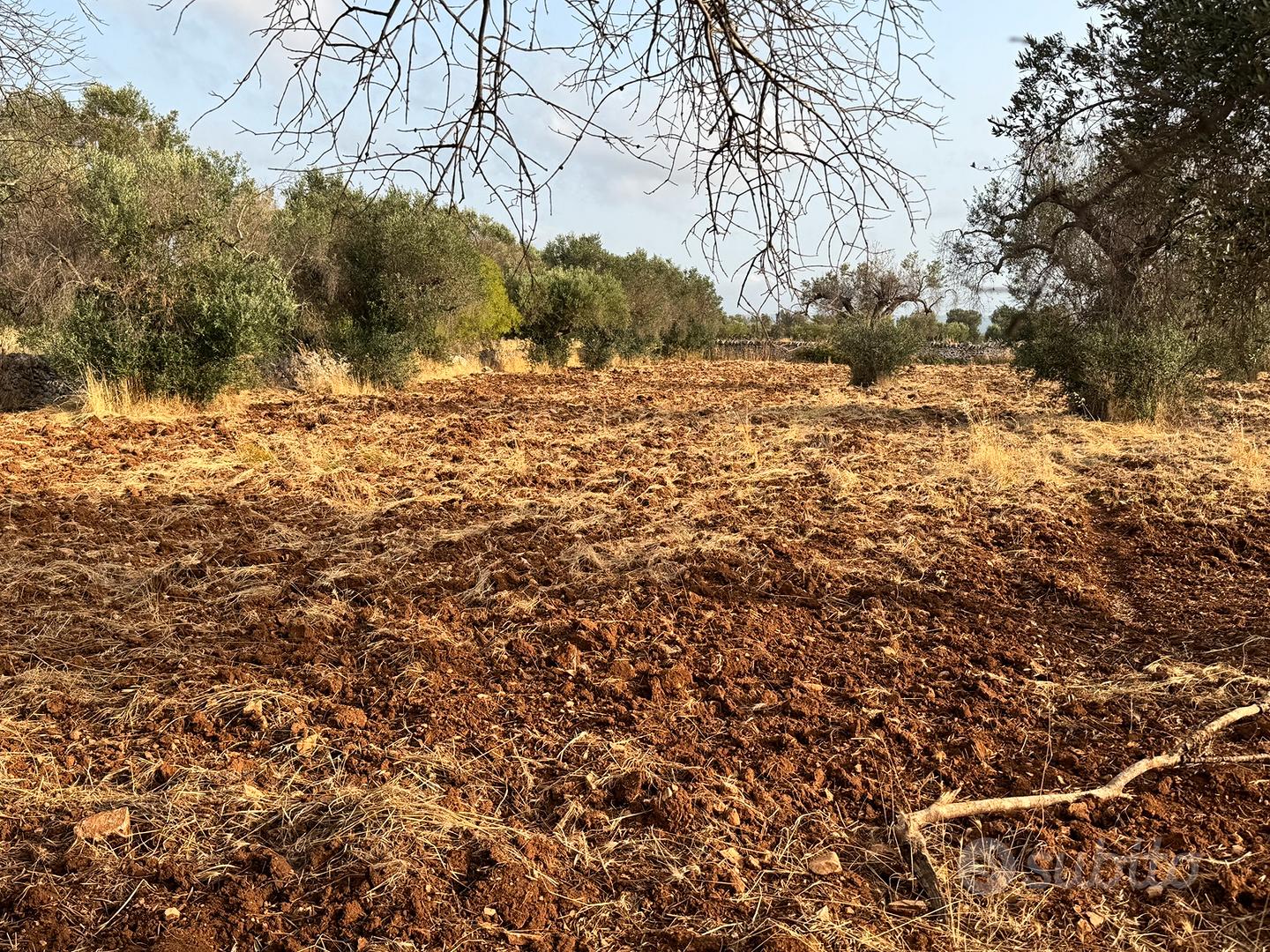 Terreno con uliveto - Vista 2