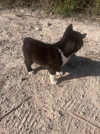 Cuccioli di Akita