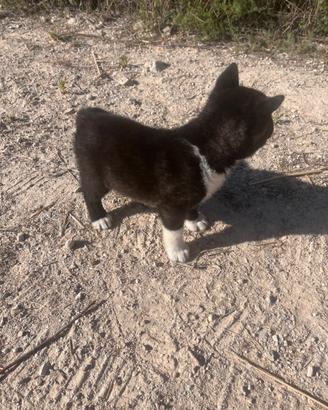 Cuccioli di Akita