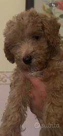 Cucciolo barboncino toy fulvo