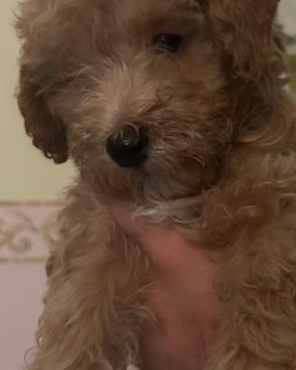 Cucciolo barboncino toy fulvo