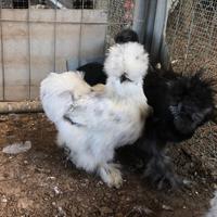 Moroseta galline ornamentali