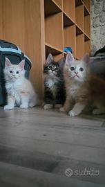 Maine coon