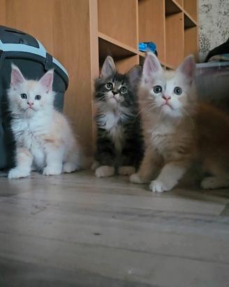 Maine coon