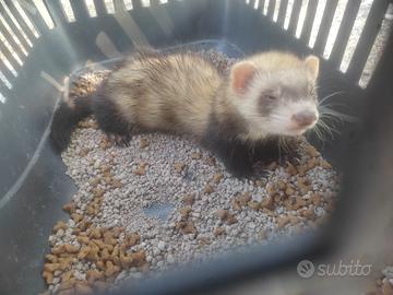 Furettina femmina 2 mesi