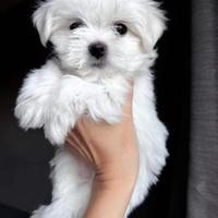 Maltese