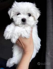 Maltese