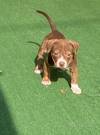 Cuccioli di American Pitbull ukc con Pedigree