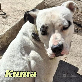 Kuma, 2 anni, taglia media