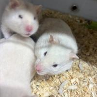 Criceti siriani Winter White