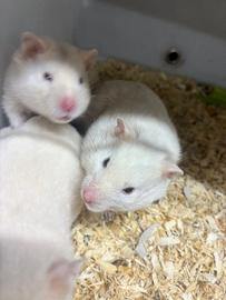 Criceti siriani Winter White