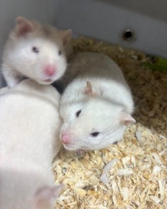 Criceti siriani Winter White