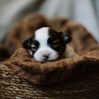 Cuccioli di Papillon con Pedigree